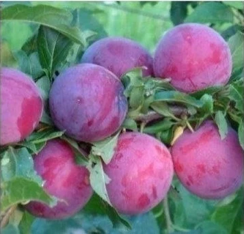 Алыча Кубанская комета