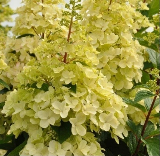 Кэндллайт