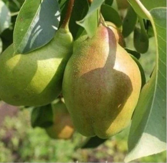 Груша Чудесница